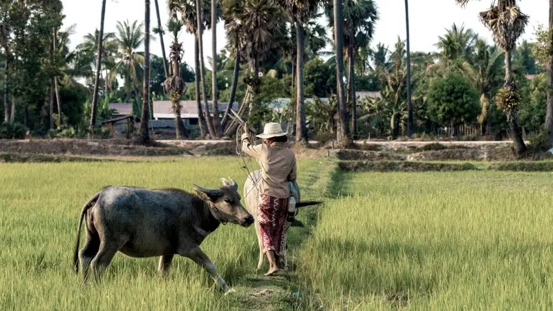 Heritage Line I Lower Mekong Experience Reisfelder